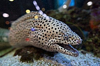 Spencer希望《使命召唤》能平等对待全平台玩家